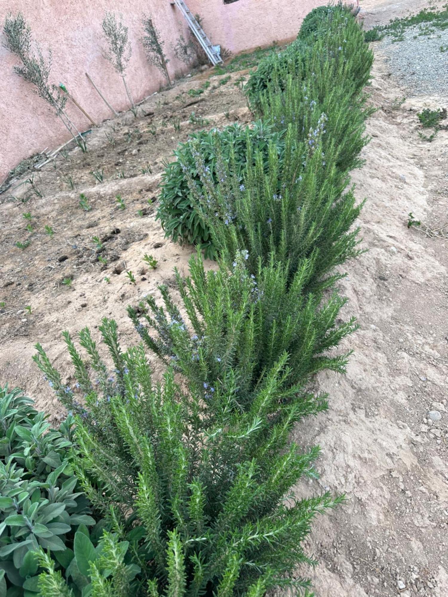 Dar Al Qanass Imane Hostel Midelt Buitenkant foto